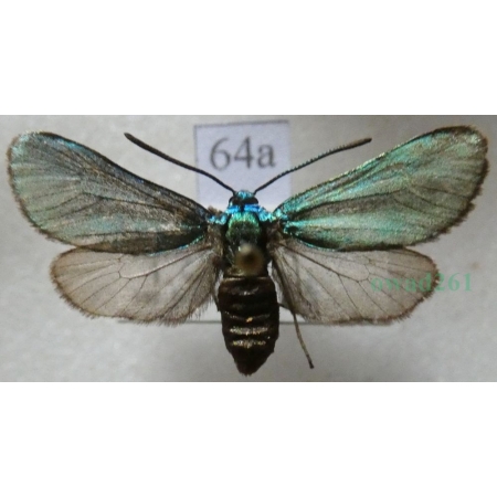 Adscita statices (Linnaeus, 1758) Lśniak szmaragdek Czech64a